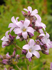 Campanule Loddon Anna