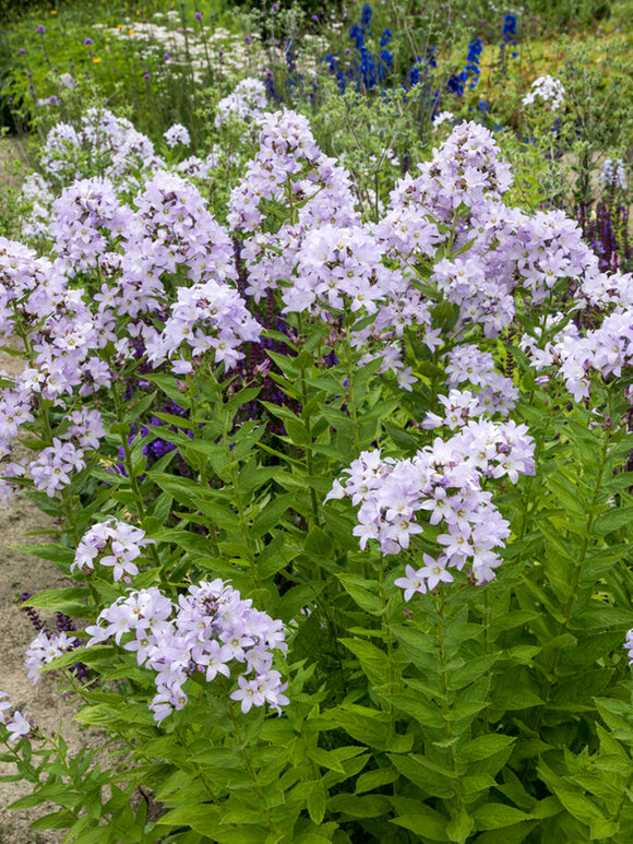 Campanule Loddon Anna