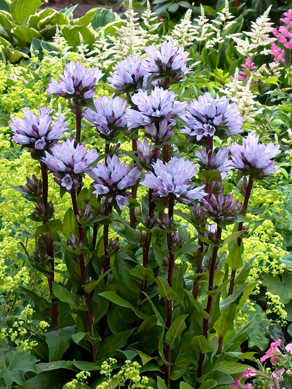 Campanule glomerata Emerald plantes à racines nues