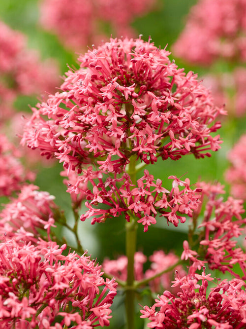 Centranthus ruber 'Coccineus'