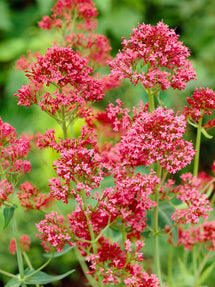 Centranthus Coccineus (Valériane Rouge)