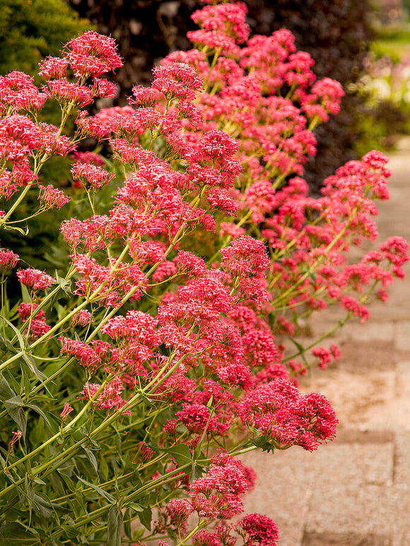 Centranthus ruber 'Coccineus' racines nues plantes