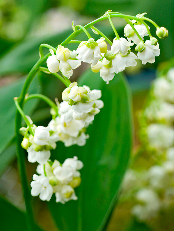 Convallaria majalis 'Prolificans' Muguet