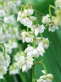 Convallaria majalis Prolificans (Muguet)