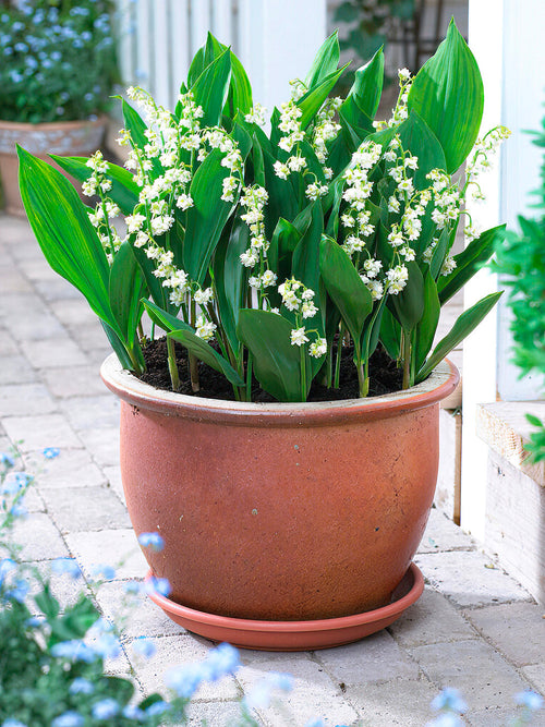 Convallaria majalis 'Prolificans' Muguet plantes