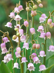 Convallaria Majalis Rosea (Muguet)