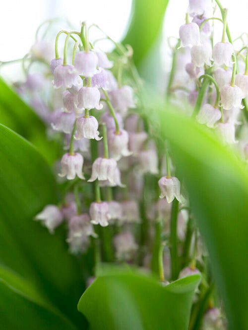 Convallaria Majalis Rosea Muguet plantes