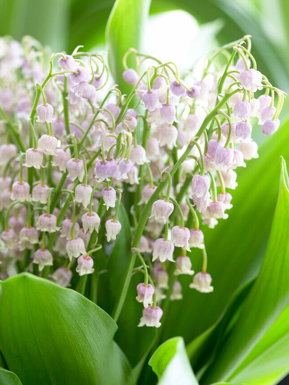 Acheter Convallaria Majalis Rosea Muguet