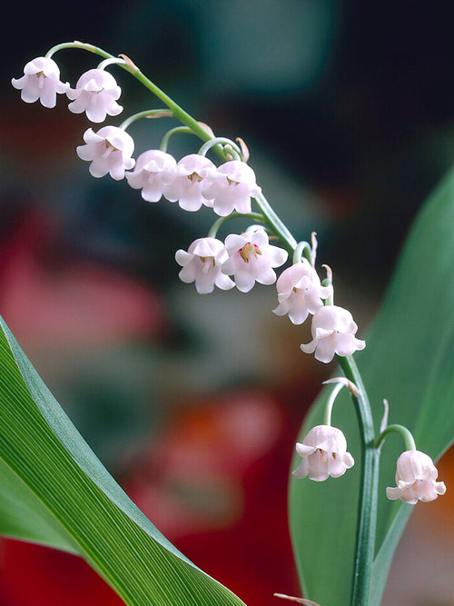 Acheter Convallaria Majalis Rosea Muguet plantes vivaces