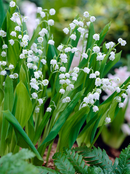 Acheter Convallaria majalis (Muguet de mai) aus Holland