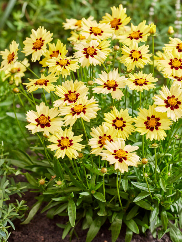 Plantes Coreopsis Solar Moon