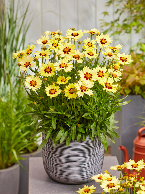 Coreopsis Solar Moon Racines Nues