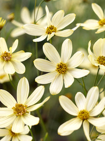 Coréopsis Moonbeam (Oeil de jeune fille)