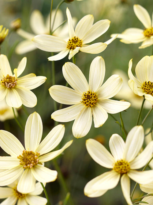 Coreopsis verticillata 'Moonbeam' 