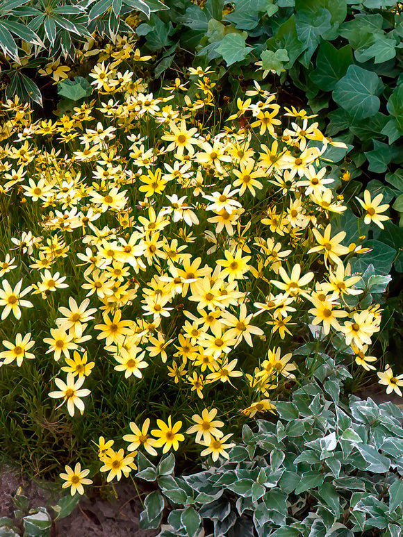 Racines nues Coreopsis verticillata 'Moonbeam' 