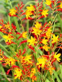 Crocosmia Harlequin (Montbrétia)