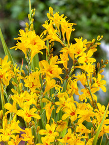 Crocosmia Hot Spot (Montbrétia)