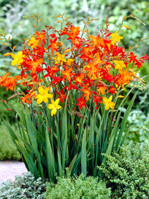 Crocosmia Mélange (Montbrétia)