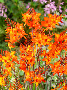 Crocosmia Peach Melba (Montbrétia)