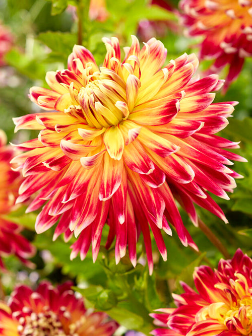 Dahlia Akita - Achat Dahlias en ligne! 