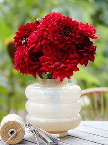 Collection de Dahlias Crimson Velvet