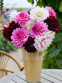 Collection de Dahlias Dramatic Grace