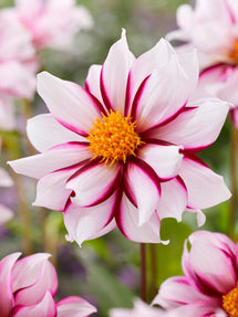 Dahlia Edge of Joy