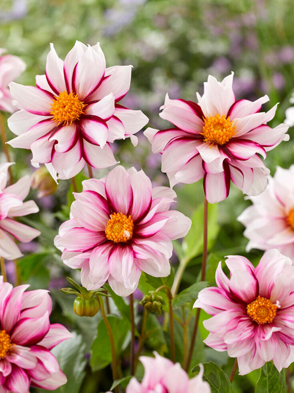 Dahlia Tubercules Edge of Joy