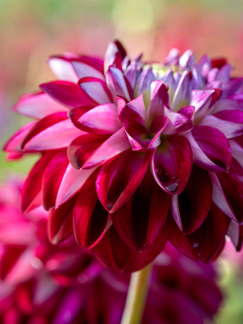 Dahlia tubercules embassy