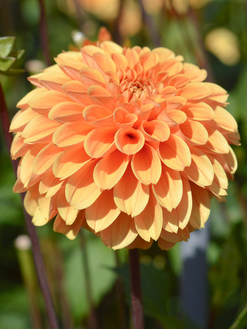 Achat bulbes dahlias Golden Scepter