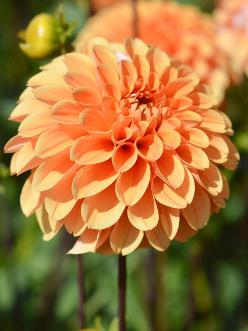 Commandez vos Dahlia Golden Scepter pour les recevoir au printemps !