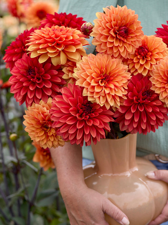 Dahlia Harvest Sunset Collection