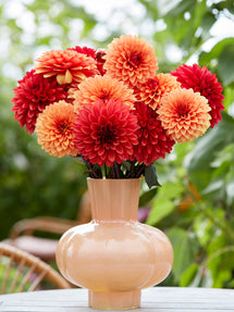 Collection de Dahlias Harvest Sunset