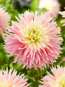 Dahlia Just Married