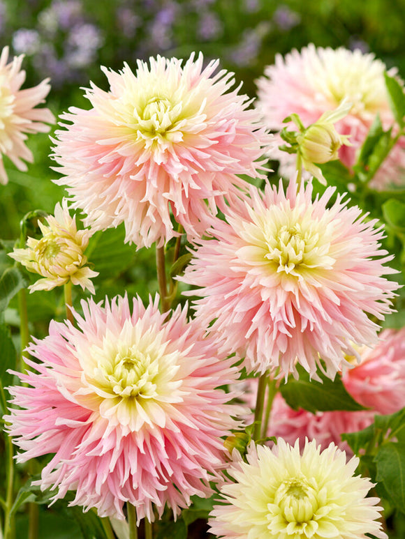 Dahlia Tubercules Just Married