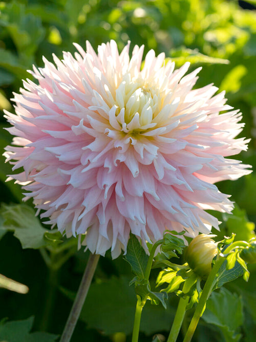 Dahlia Just Married Tubercules