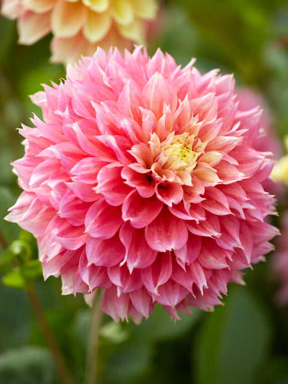 Dahlia Kogane Fubuki Tubercules