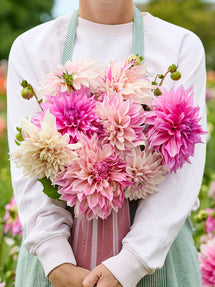 Collection de Dahlias Latte Perfection