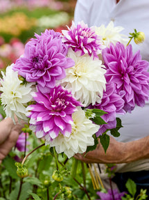 Collection de Dahlias Lilac Lace