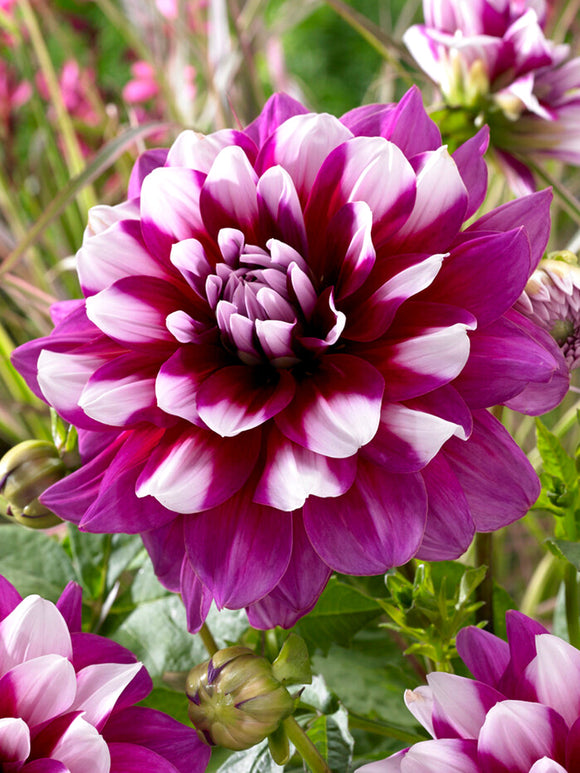 Dahlia 'Patches' Acheter des Tubercules de Dahlia