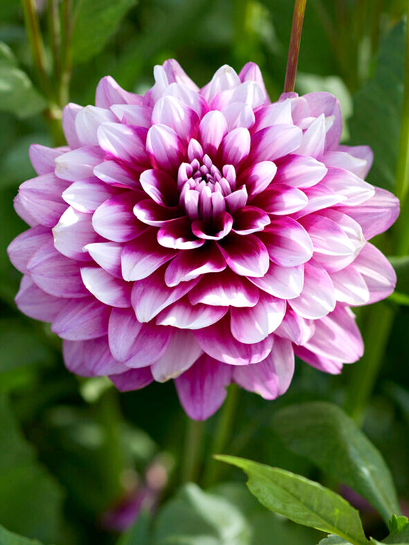 Dahlia 'Patches' Tubercules de Dahlia