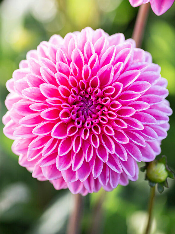 Commandez vos Dahlia Sandra pour les recevoir au printemps !