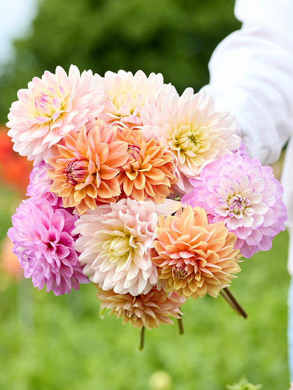 Dahlia Serene Pastel Collection