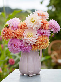 Collection de Dahlias Serene Pastel