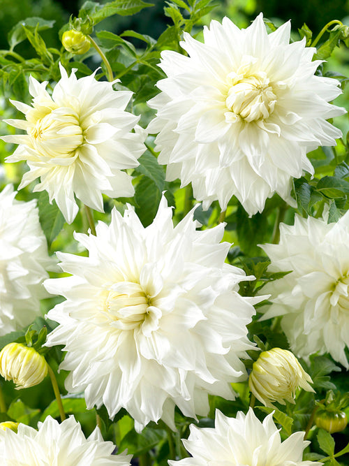 Commandez vos Dahlia Snowbound pour les recevoir au printemps !