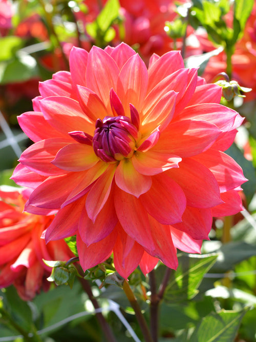 Acheter des tubercules de Dahlia Tricolore