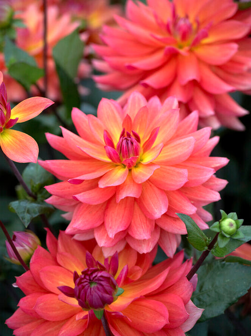 Tubercules de Dahlia Tricolore