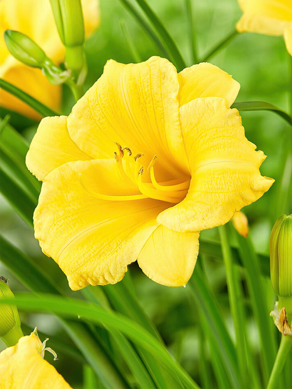 Hémérocalle Stella d'Oro (Hemerocallis)