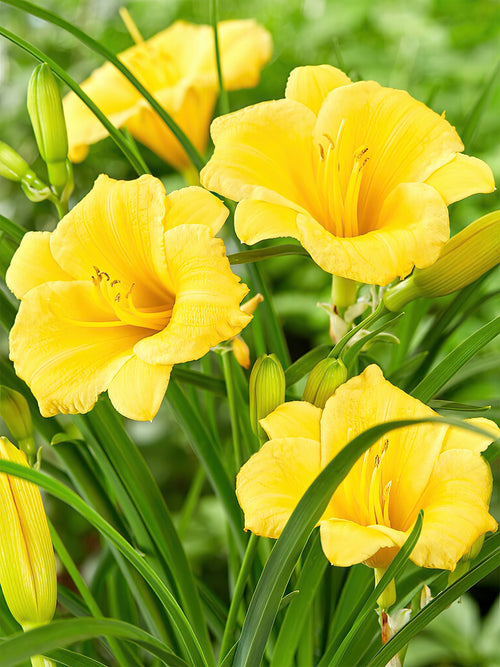 Hémérocalle Stella d'Oro (Hemerocallis) - plantes vivaces