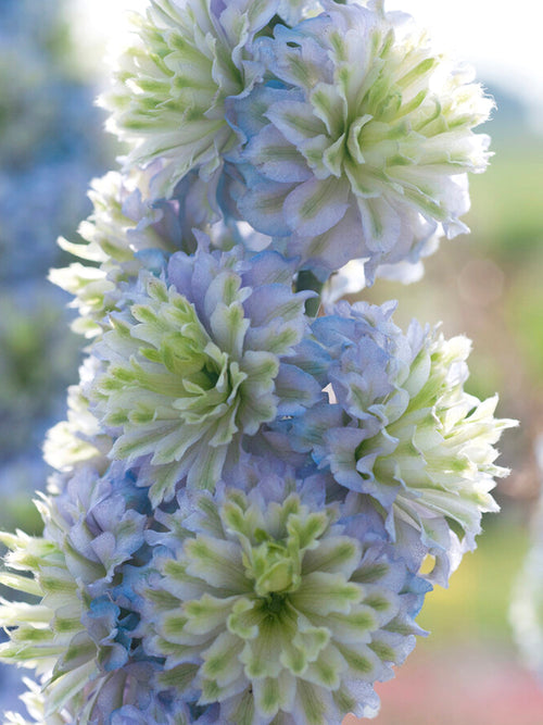 Delphinium Highlander Crystal Delight